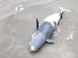 Anak Lumba-lumba Mati Terdampar di Pantai Sugihwaras Tuban