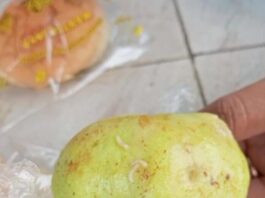 MBG Ramadhan Tuai Protes, Orang Tua Temukan Ulat dan Jambu Busuk dalam Paket Makanan