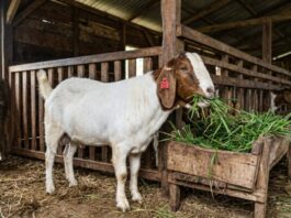 Pasar Lesu, Harga Kambing di Tuban Turun Tajam Selama Delapan Bulan Terakhir
