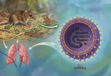 Hantavirus Mulai Merebak di Indonesia, Dinkes Tuban Perkuat Kewaspadaan