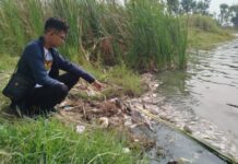 Ribuan Ikan Mati Mendadak di perairan kerek Warga Curiga Ada Masalah pada Kualitas Air
