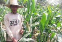 Jagung Petani Kerek Terancam Gagal Panen, Serangan Tikus Meluas hingga Ratusan Lahan